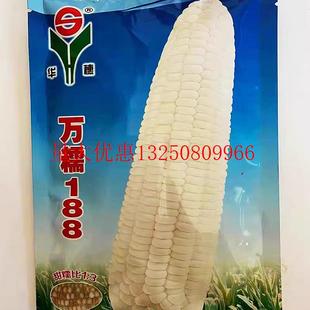 万糯188玉米种子鲜食白糯玉米种子中熟大棒高产白苞糯玉米种春播