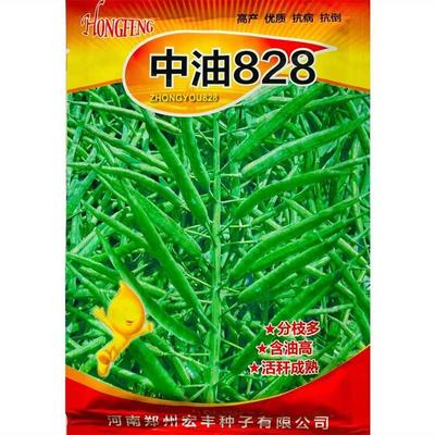 中油828油菜种子中晚熟甘蓝型半冬性油菜抗病抗倒高产大田蔬菜 籽