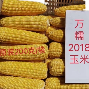 万糯2018黄色水果玉米种子鲜食糯玉米种籽甜糯薄皮中熟春播黄玉米