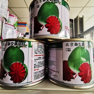 杂交满堂红萝卜种子青皮红心萝卜心里美水果萝卜农家菜园大田秋种