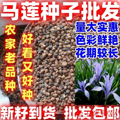 马莲种子新采马连马兰花马蔺马兰草蝴蝶兰种子耐寒耐盐碱简单易种