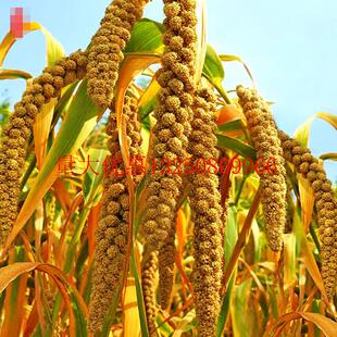 小米种子高产抗病耐热耐寒黄谷黄小米种籽农家春季播粘糯香谷种子