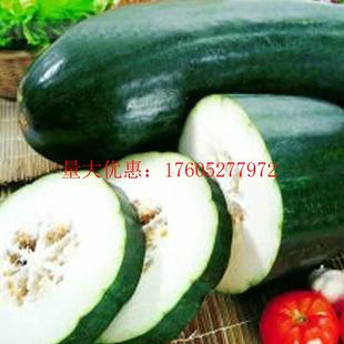 冬瓜种子广东青皮 青皮大冬瓜种籽老品种非转基因可留种蔬菜种孑