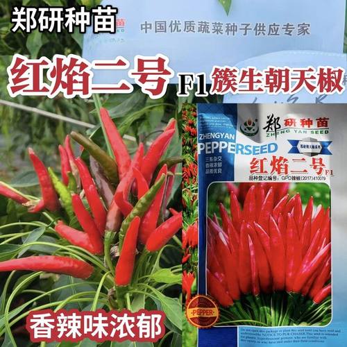红焰二号高产早熟香辣朝天椒种子簇生超辣椒种籽线小米辣椒孑盆栽