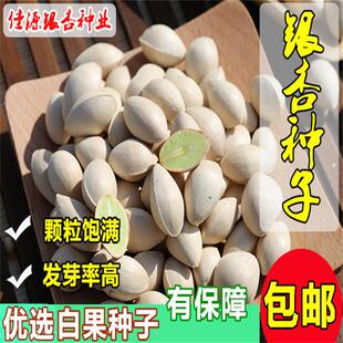银杏树种子 特级白果公孙树台湾相思树 美丽胡枝子鸽子树珙桐种子