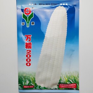 万糯2000玉米种子批发中熟白糯玉米单交种籽大棒高产大田用苞谷孑