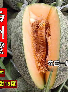 西州蜜种籽新疆哈密瓜种子网纹西周蜜桔红肉四季播厚皮甜瓜水果种