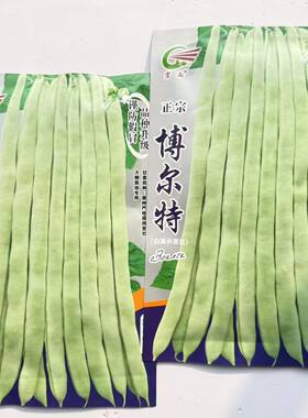 四季豆种子高产抗病抗倒伏芸豆种子南北方春夏秋季播种豆角种籽
