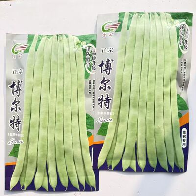 四季豆种子高产抗病抗倒伏芸豆种子南北方春夏秋季播种豆角种籽