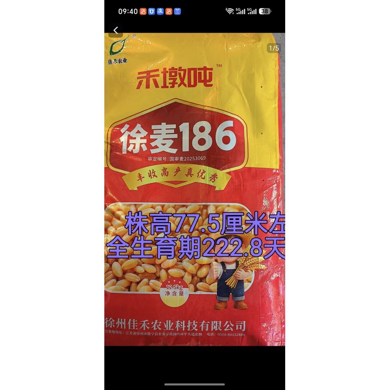 国审徐麦186小麦种子高产抗病粮油/棉麻作物种子