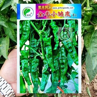 早熟金丰小皱皮辣椒种子辣味浓口感好香味佳薄皮耐低温春秋两用种