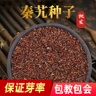 秦艽种子药材种子中草药种籽材秦艽新籽秦玖秦九种子亩用两斤