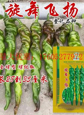 旋舞飞扬早熟螺丝椒种子耐低温高产抗病全螺旋型辣椒籽大田用种孑