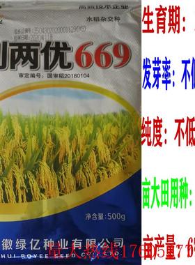 杂交稻种子创两优669水稻种籽一级香米高产稻谷好吃梗稻种孑