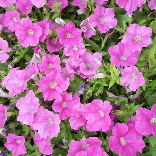 粉红色紫茉莉花种子地雷花四季播种阳台易种盆栽五彩香茉莉花种籽