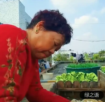 豆角种籽蔬菜苗大全秧菜种豆种籽种四季豆早春无架长种子豇豆孑子