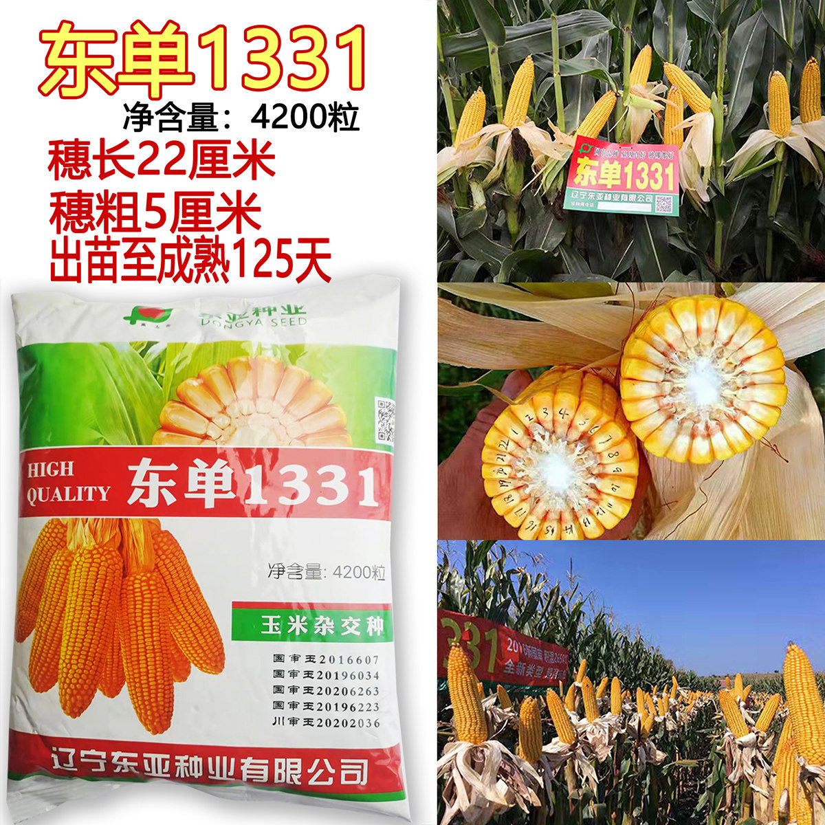 东亚东单1331国审高产玉米种子大棒抗旱耐涝抗盐碱适广性强玉米孑 - 实物图