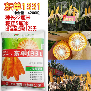 东亚东单1331国审高产玉米种子大棒抗旱耐涝抗盐碱适广性强玉米孑