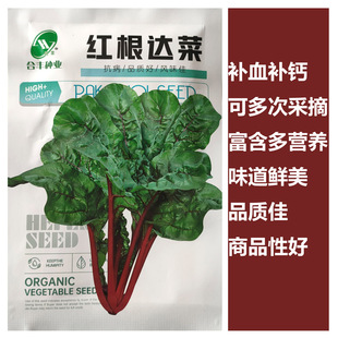 盆栽菜君达菜红种子四季菜蔬菜莙播种种籽荙牛皮菜蔬菜红根达