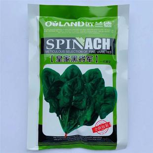 欧蓝德皇家黑将军黑欧大叶菠菜种子迪欧耐热大田基地种植菠菜种籽