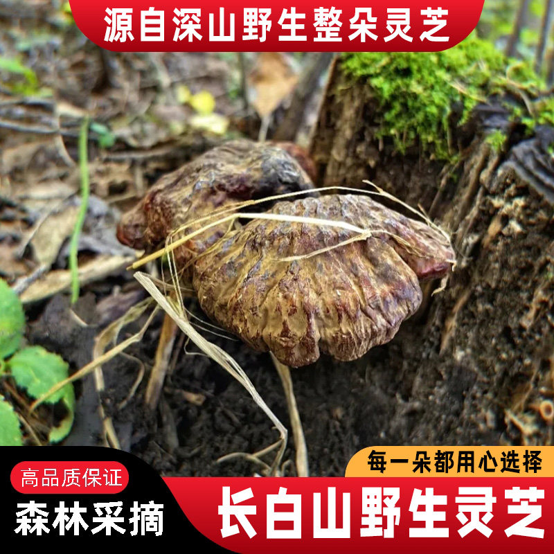 长白山野生灵芝林芝吉林真赤灵芝整枝原始森林采摘13年老店保正品