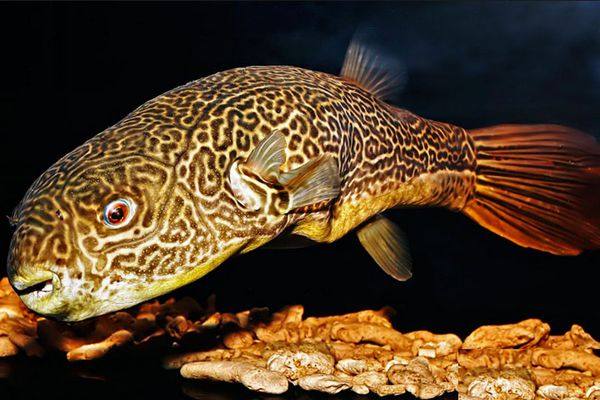 皇冠狗头热带观赏鱼活体淡水河豚狗头鱼