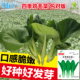 速生鸡毛菜种子四季 小白菜青菜菜心上海青蔬菜菜籽菜种孑大全籽种