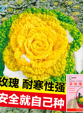 黄玫瑰小白菜种子秋冬耐寒乌塌菜