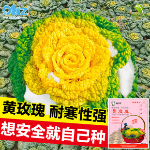 黄玫瑰小白菜种子秋季耐寒乌塌菜黄心乌耐寒金花青菜种籽易活种孑