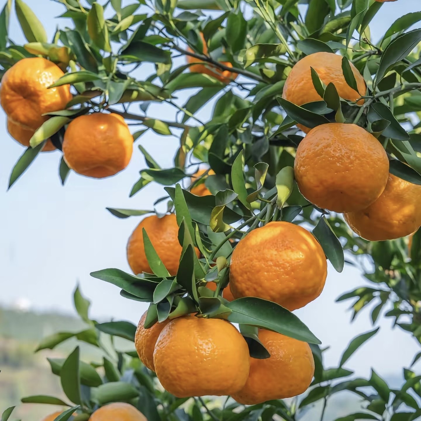 巴东椪柑雷家坪橙子恩施高山富硒柑橘新鲜现摘现发水果农家种植,水产肉类/新鲜蔬果/熟食,桔子,淘宝优惠券,粉丝福利购,淘宝优惠卷