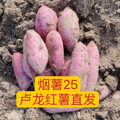 河北卢龙甘薯红薯新鲜2026农家自种蜜薯烟薯25地瓜产地直销