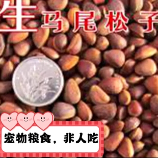 【新货】新马尾偃小松子 生料 鹦鹉松鼠宠物粮食 产地直销