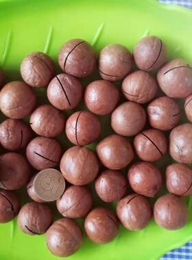 【新货】生料开口 新夏威夷果松鼠粮食鹦鹉磨牙零食坚果新鲜