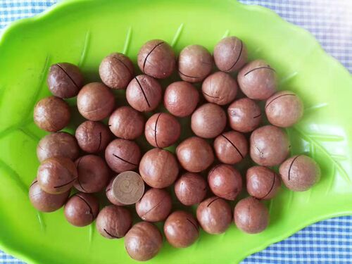 【新货】生料开口 新夏威夷果松鼠粮食鹦鹉磨牙零食坚果新鲜