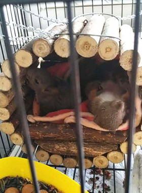 防原生态鹦鹉松鼠树洞纳凉实木窝纯手工天然果木无胶水无农药包邮