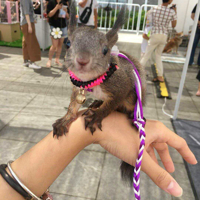 松鼠类宠物用品 带铃铛项圈 项链 雪地 魔王 金花  黄山支持定做