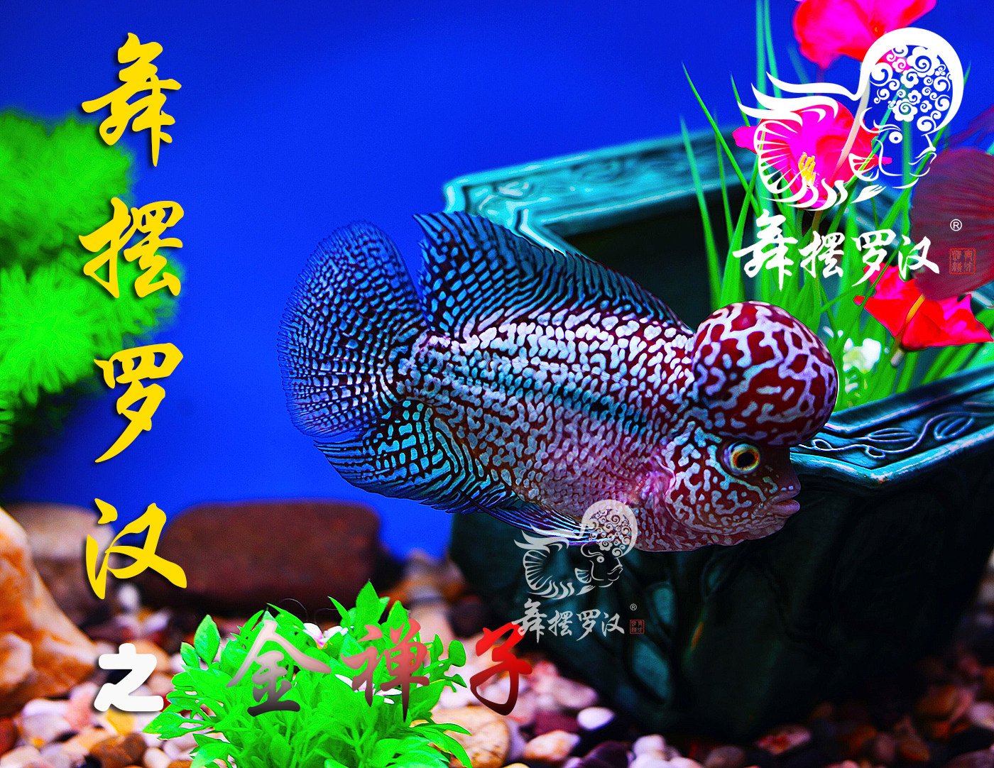 已售/舞摆罗汉鱼活体 鸿运当头 红马骝 德萨斯 金花 泰金/金蝉子