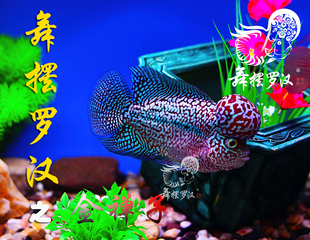 已售/舞摆罗汉鱼活体 鸿运当头 红马骝 德萨斯 金花 泰金/金蝉子