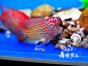 已售/舞摆罗汉鱼 鸿运当头 德萨斯 红马骝  /白眼金花火凤凰2236