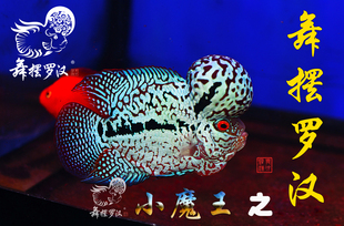 已售/舞摆罗汉鱼活体 鸿运当头 红马骝 德萨斯 金花 泰金/小魔王