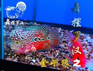 已售/舞摆罗汉鱼活体 鸿运当头 红马骝 德萨斯 泰金 金花/金刚狼