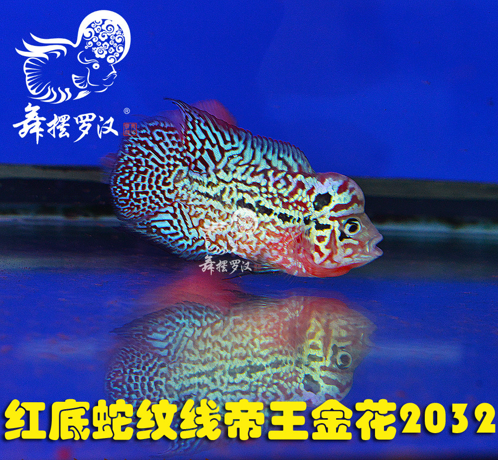 已售/ 舞摆罗汉鱼活体 鸿运 红马骝 德萨斯 金马骝/ 帝王金花2032