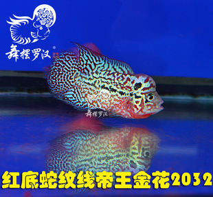 已售/ 舞摆罗汉鱼活体 鸿运 红马骝 德萨斯 金马骝/ 帝王金花2032