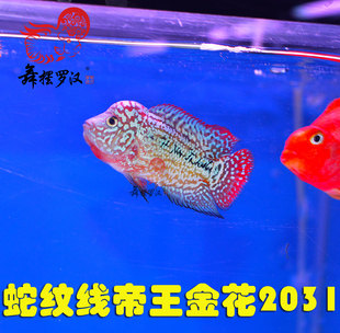 已售/ 舞摆罗汉鱼活体 鸿运 红马骝 德萨斯 金马骝/ 帝王金花2031