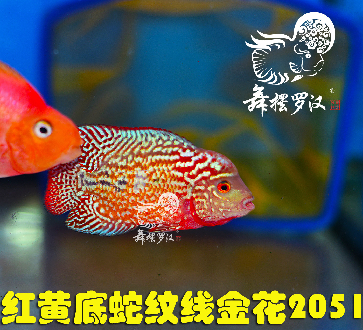 已售/舞摆罗汉鱼活体 鸿运当头 红马骝 德萨斯 / 蛇纹线金花2051