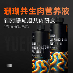 粤海共肉修复珊瑚细菌感染脱骨珊瑚布朗冻火柴头修复共生肉消退
