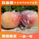 山西运城冰糖心红富士粉甜苹果