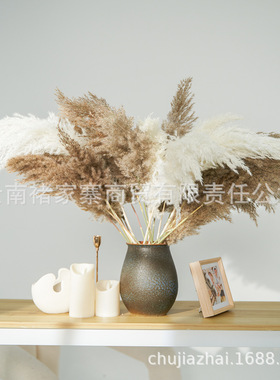 小芦柴真花干花花束婚庆装饰花材道具材料白色小拂尘潘帕斯草