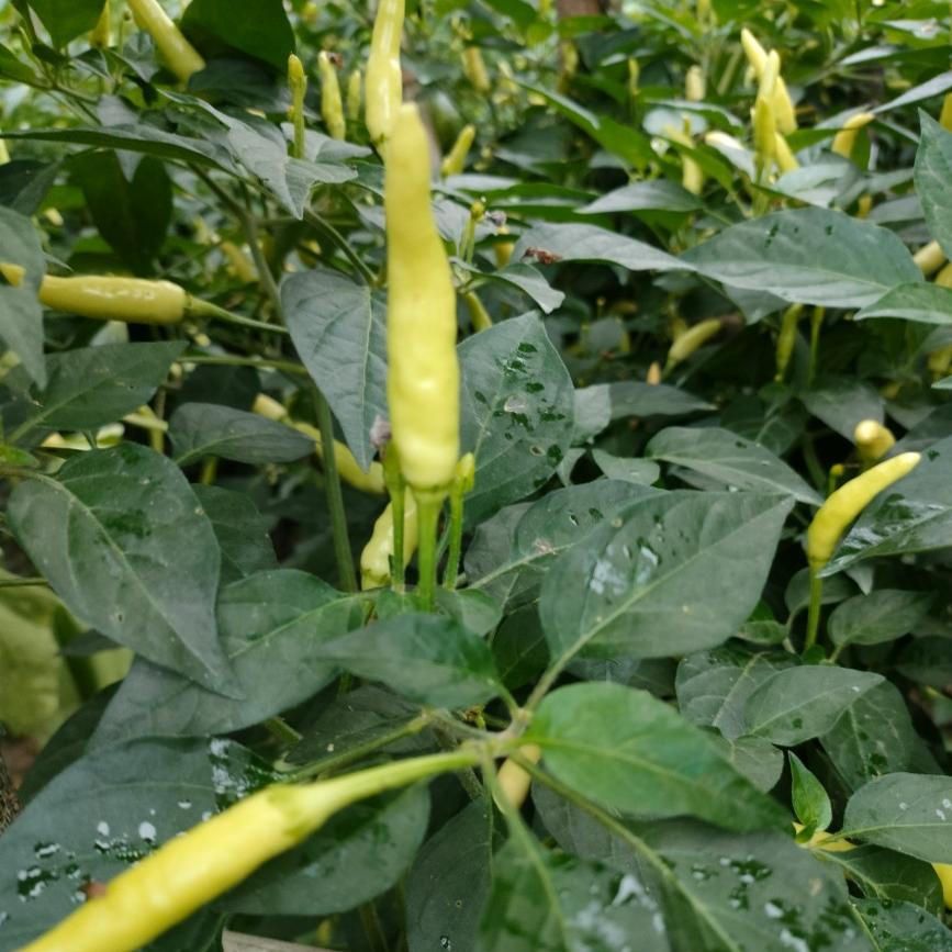 新鲜野山椒白米椒特辣泡椒辣海椒新鲜小米椒现摘5斤包邮白辣椒