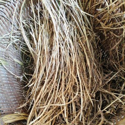 野生新鲜白茅根甜草根5斤茅草根现挖现发带泥毛草根包邮新鲜茅草
